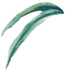 hoja       