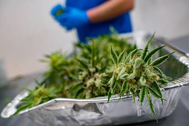 How to Choose High-quality Cannabis Products?