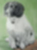Olly