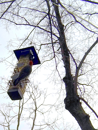 Bird Feeders and Houses