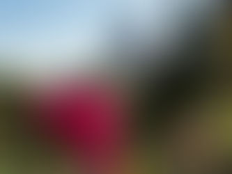 "Estou tendo dificuldades para amar a Igreja"