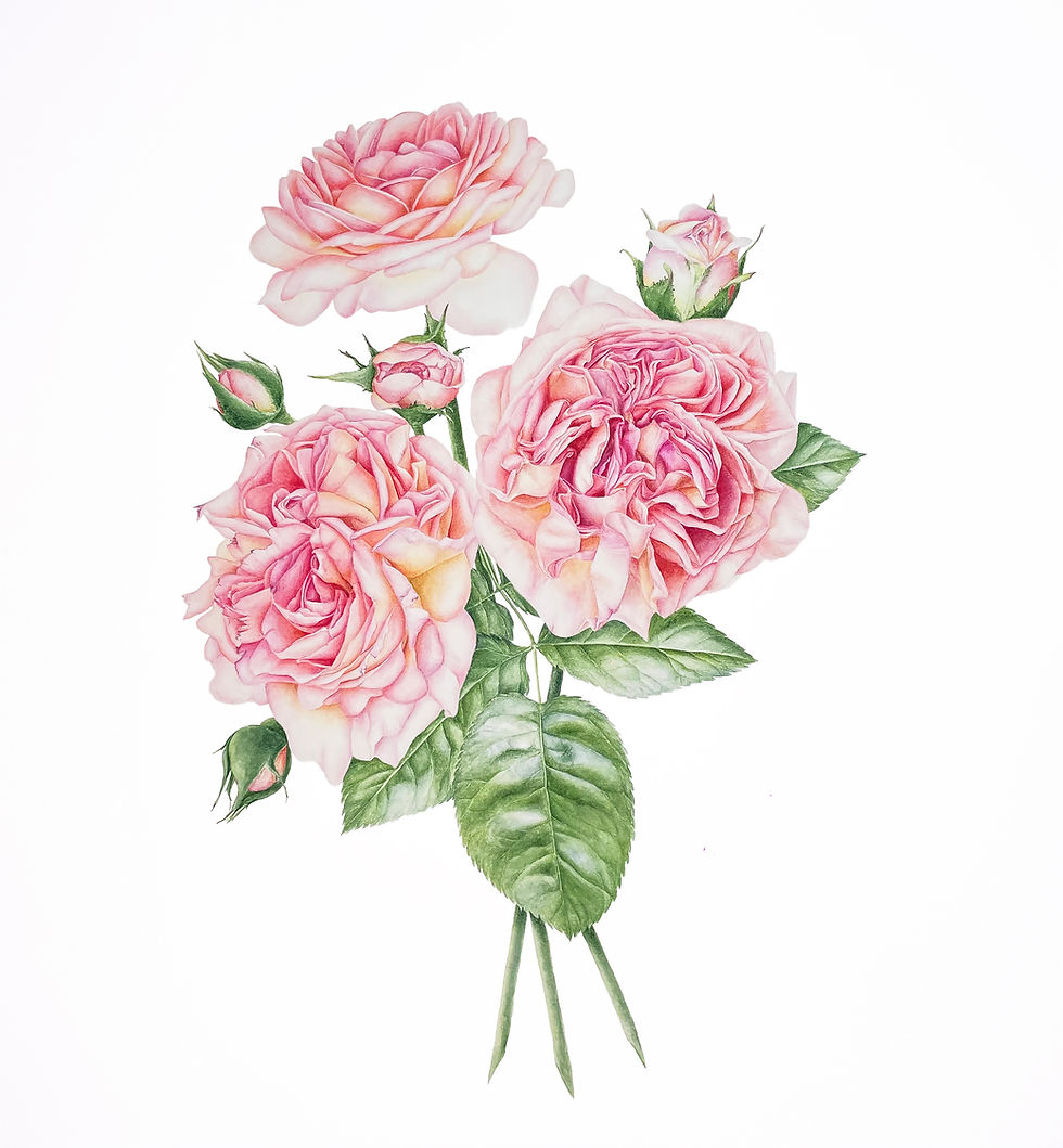 David Austin Roses | Watercolor | UKRAINE