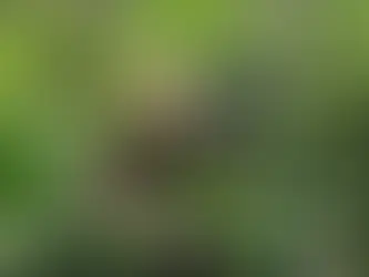 Jak chutná cesta za kávou