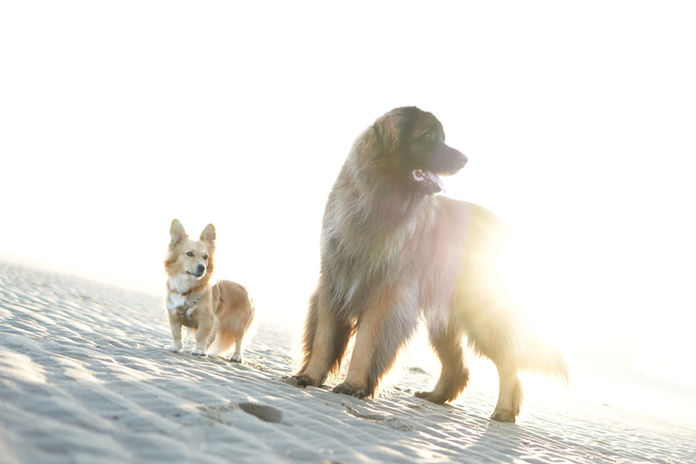 Hunde am Strand in hellem Sonnenlicht