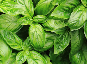 basil.png