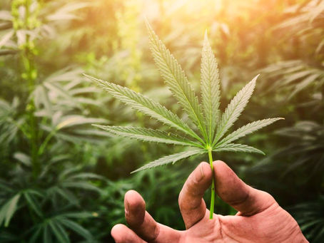 The Untold Truths about Marijuanna