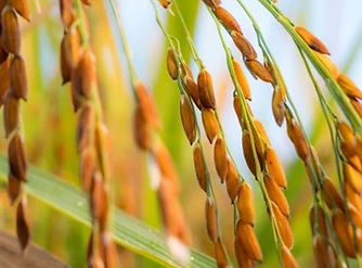 oryza-sativa-known-asian-rice-260nw-1405131587_edited.jpg