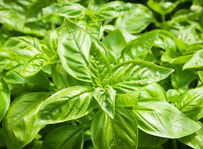 basil-iStock_84310823_XXXLARGE.jpg