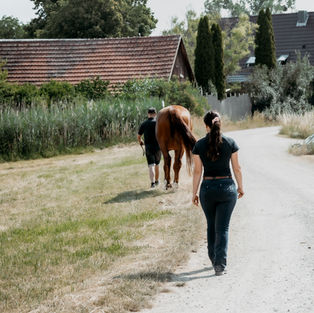 Ganganalyse beim Pferd, Lahmheiten beim Pferd