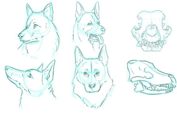 dogresearch.png