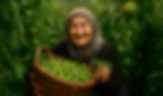 Mersin Tarımcılık