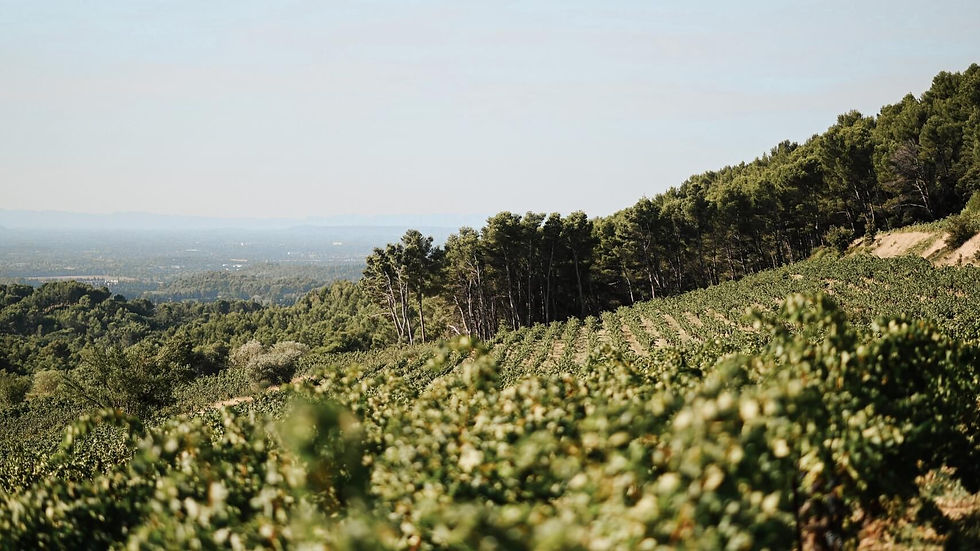 Vue pittoresque à flanc de coteau du Clos de Caveau dans les Dentelles de Montmirail