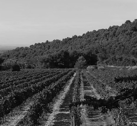 Historic black-and-white photo of Clos de Caveau symbolizing the start of organic transition