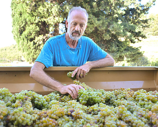 Henri inspecting freshly picked grapes before they go into the cellar
