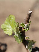 Jeunes feuilles de vigne au printemps, illustrant la biodiversité