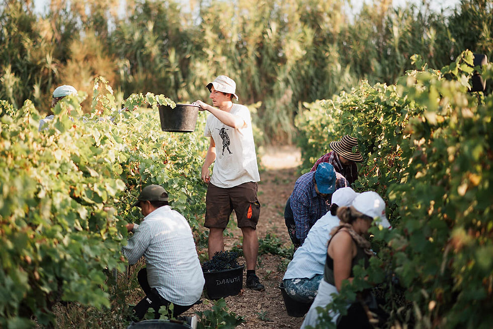 Vendanges manuelles au vignoble Clos de Caveau