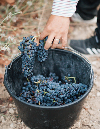 Freshly harvested grapes being put in a bucket by hand