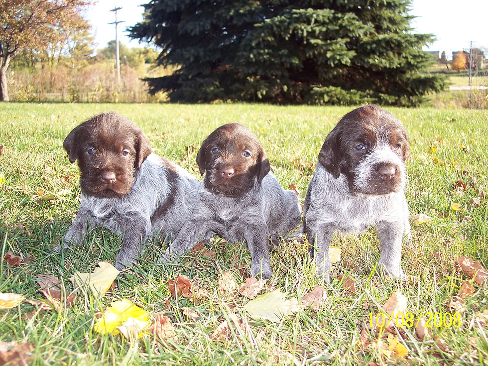 3 pups outside.jpg