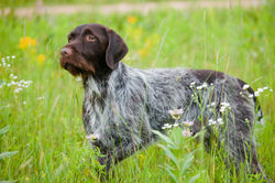 Griffon Korthals-20100717041-2.jpg