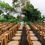 Thumbnail: Crossback Chairs