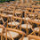 Thumbnail: Crossback Chairs