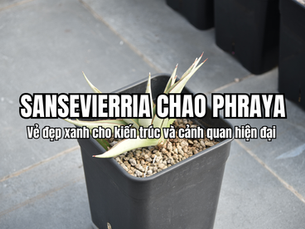 Sansevieria Chao Phraya là một trong những giống cây cảnh được nhiều người yêu thích nhờ hình dáng độc đáo và khả năng thích nghi tốt với nhiều môi trường. Không chỉ mang lại vẻ đẹp tự nhiên, loài cây này còn được ứng dụng rộng rãi trong thiết kế kiến trúc và cảnh quan hiện đại, góp phần tạo nên những không gian sống hài hòa với thiên nhiên.