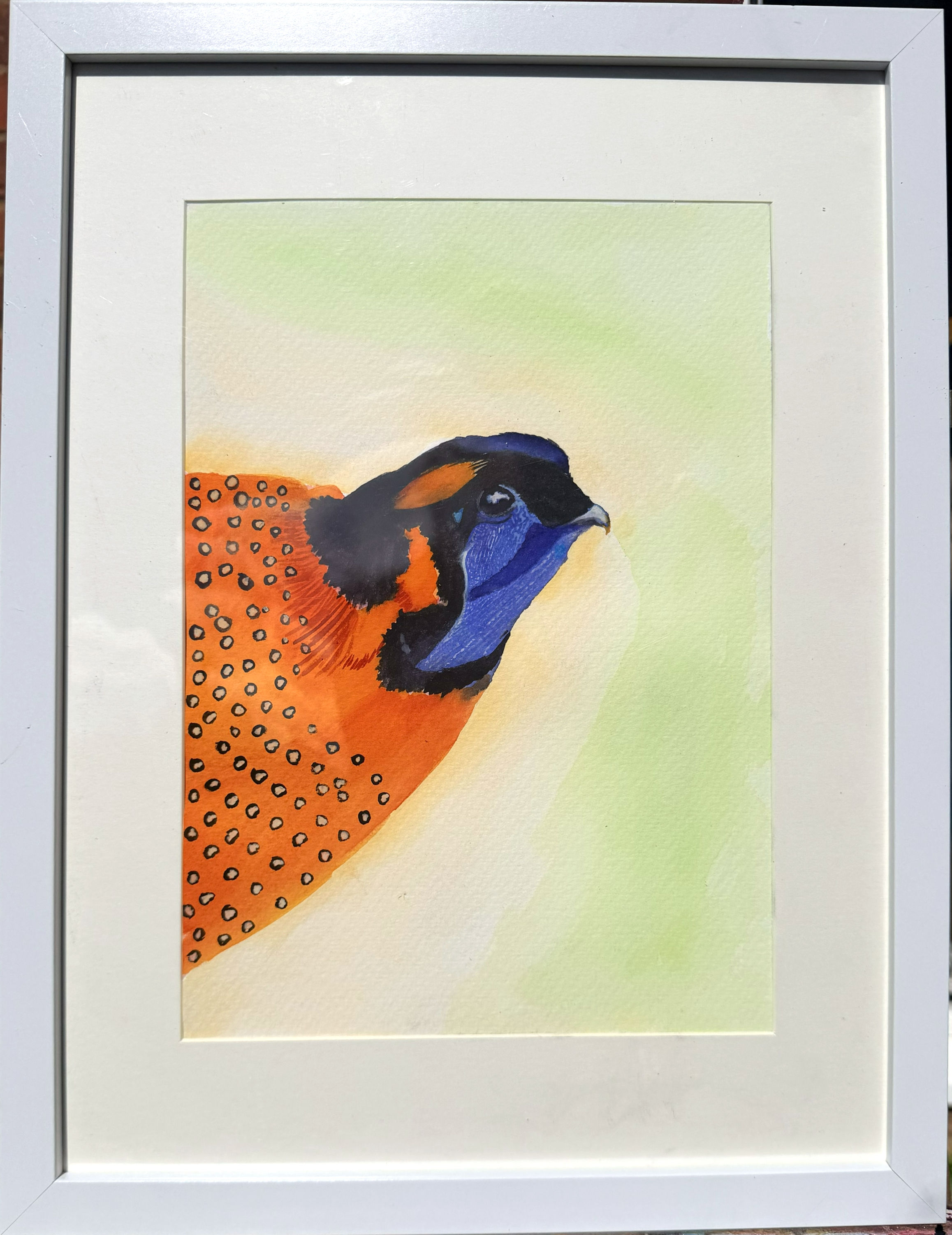 Satyr Tragopan - Bridal Birdees