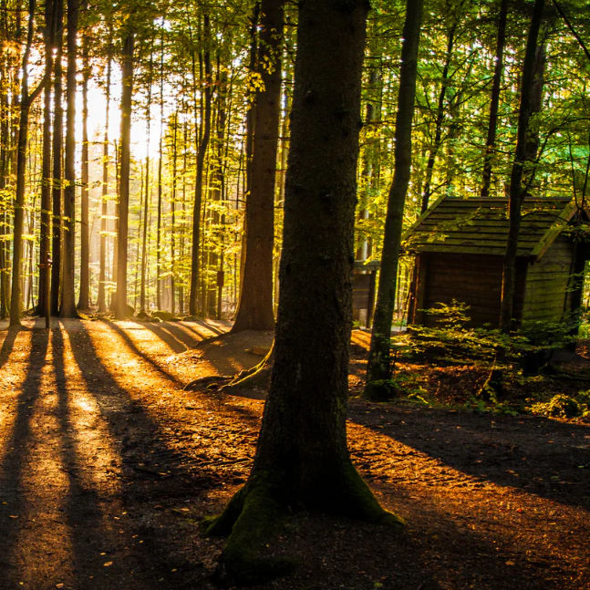 Woodland Hideaway