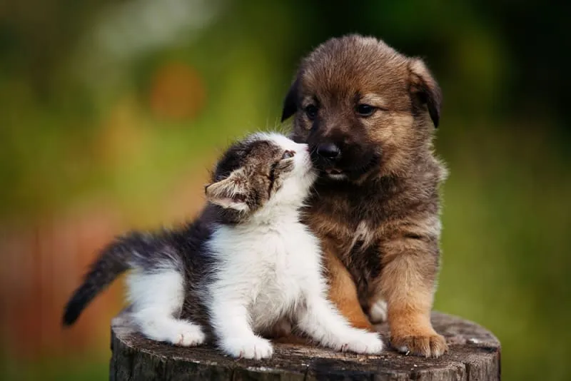 Puppy with kitten