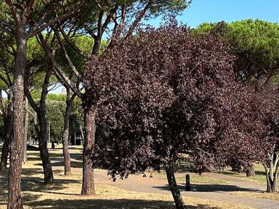 Da via Ostiense a via Taranto, i nuovi alberi per ridurre le isole di calore
