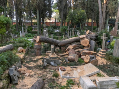 Cimitero Acattolico, cade pino secolare: danni per 300mila euro. La direttrice: «Invitiamo tutti ad aiutarci»