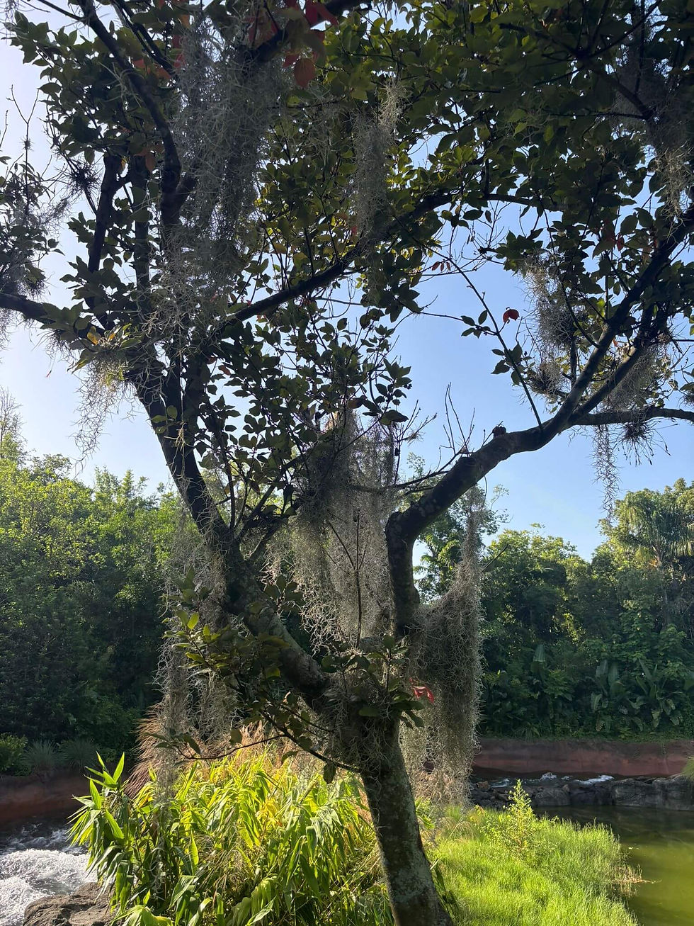 Tillandsia moss groeiend aan boom