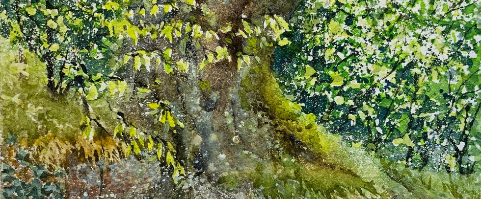 A watercolour of an old beech tree that has grown into the wall it sits on top of until you cannot see where wall ends and tree begins.