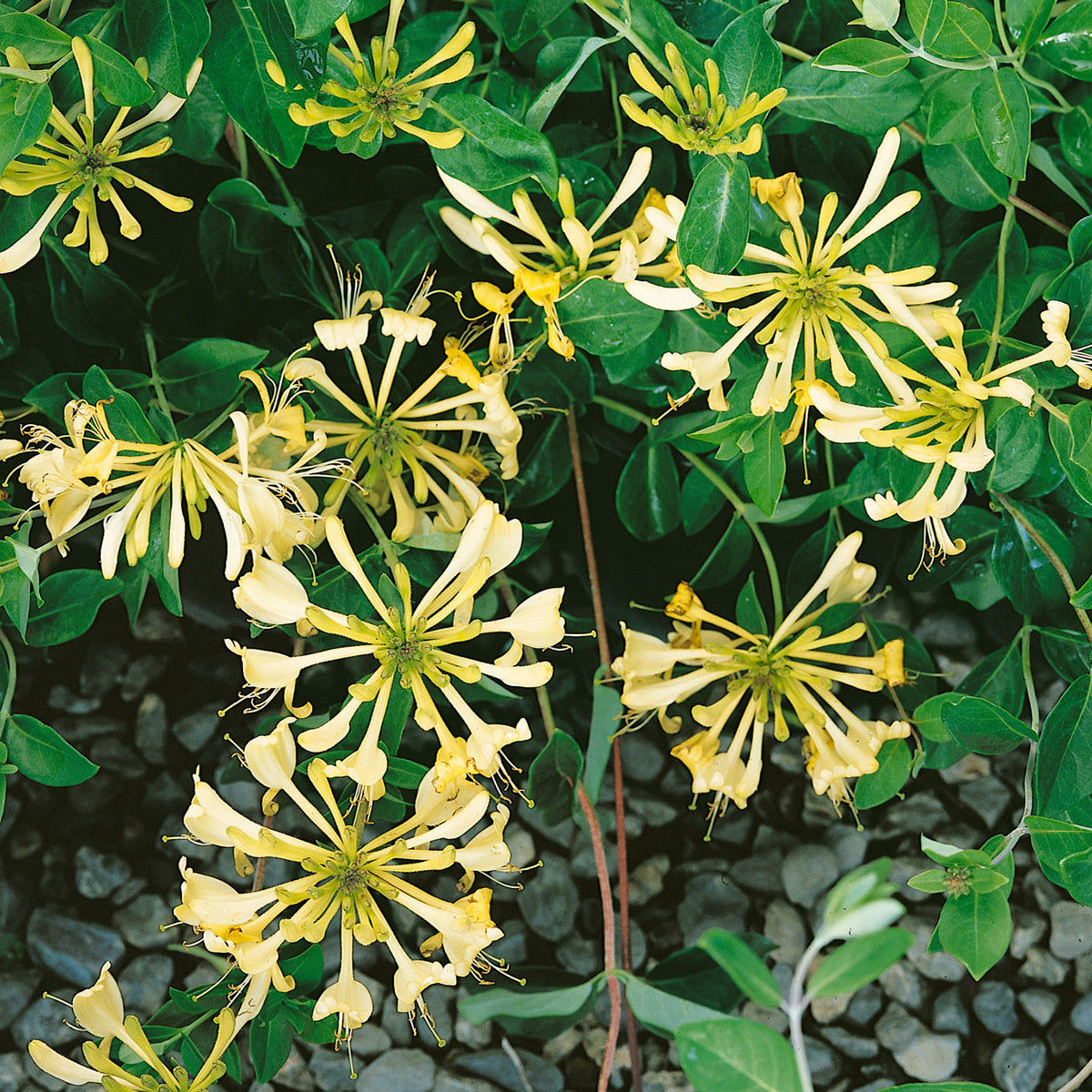 Honey Suckle 20 LTR POT