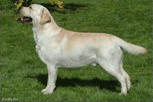 Braven,CH.gif