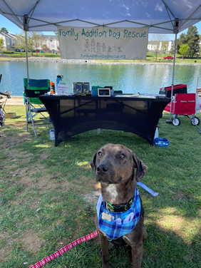 MajorPawsInPark.jpeg