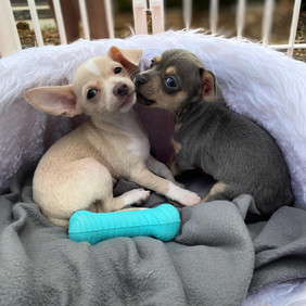 PuppiesKellyPhoto.jpeg