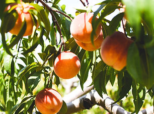 jordan-F6zbVVWVmGY-unsplash (1).jpg