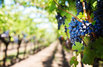 Uvas enoturismo sparkling van tour viña vinicola.jpg