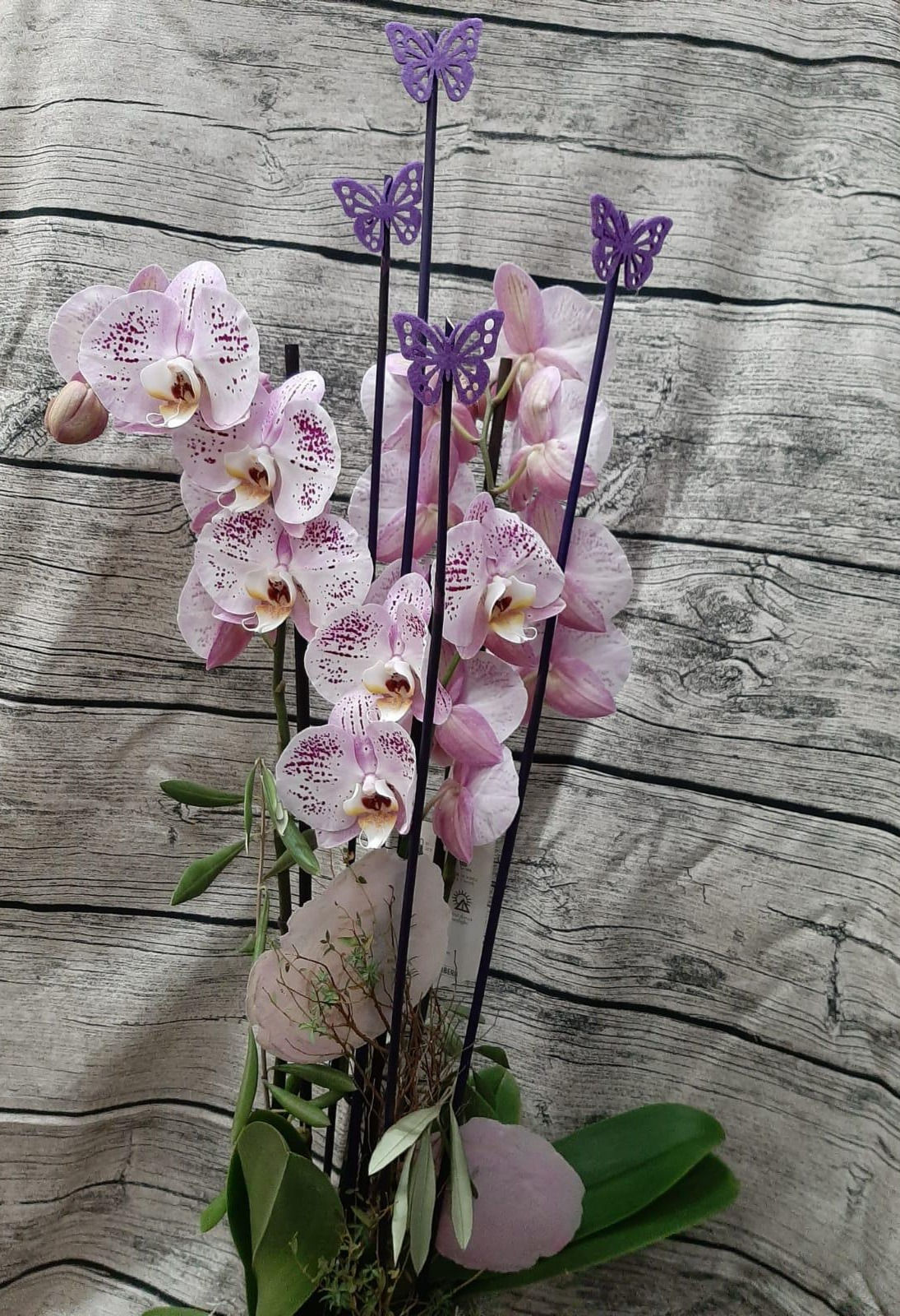 Orchidee