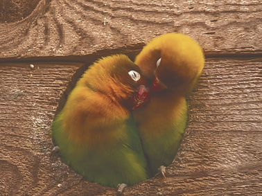 bird