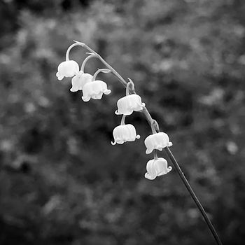 Lily of the valley always reminds me of my mother. We had a big patch of them in front of our home when I was little. Sometimes the things we loved together become the ways we still feel close.