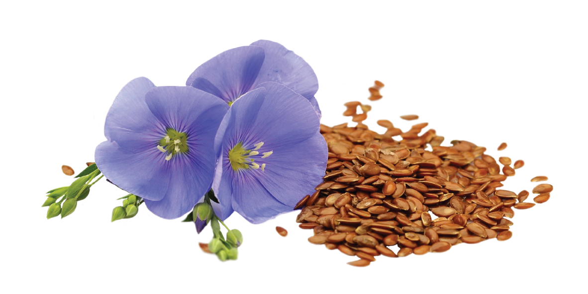 Flax page-01.png