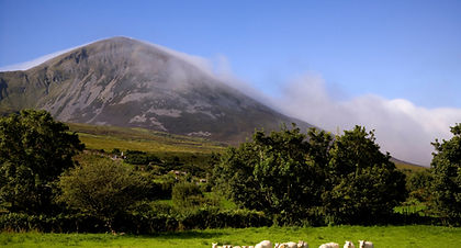 Sheep in field with view of Croagh Patri