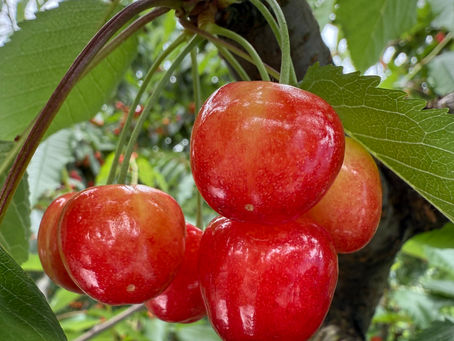 軽井沢さくらんぼ園