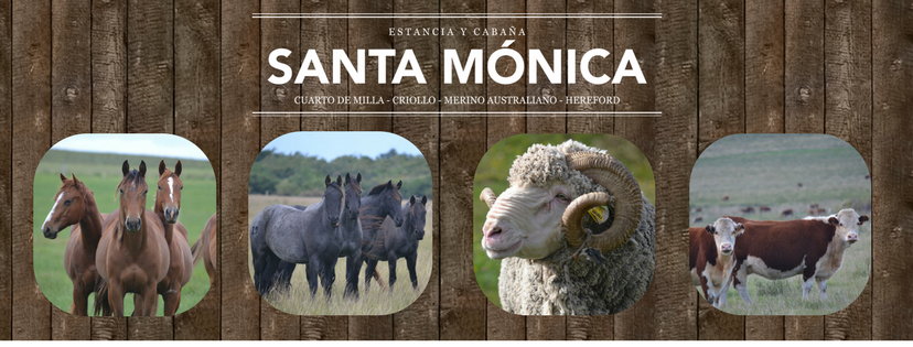 Santa Monica Merino Australiano