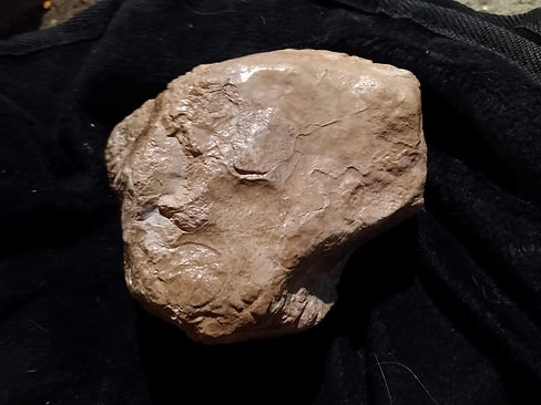 baby petrified sloth head