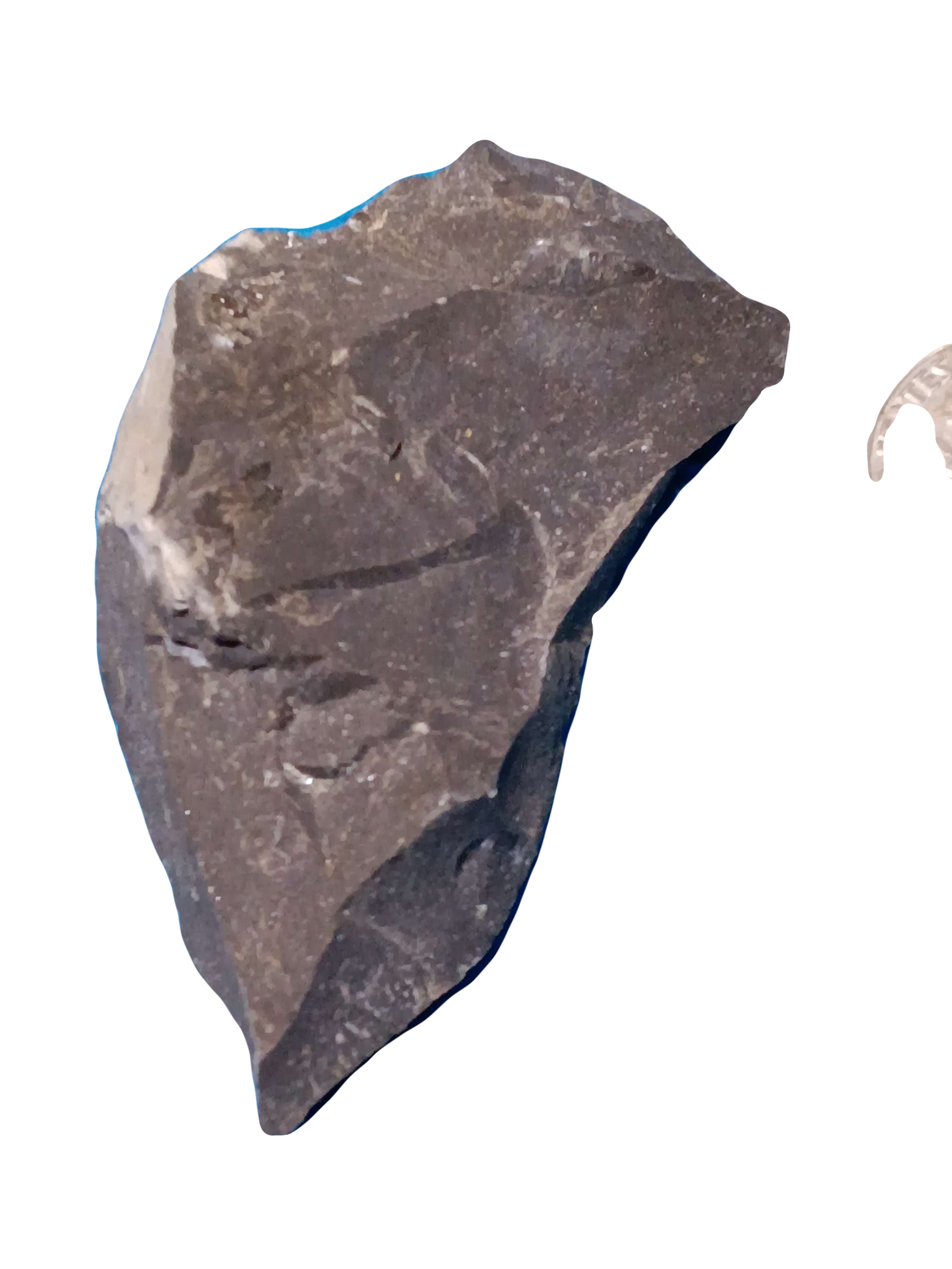 Petrified dragon wing