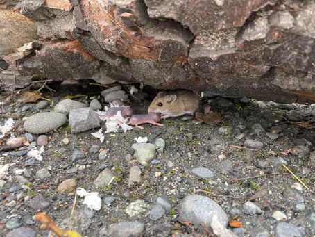 Jour 15: Knik river - dans l’avion