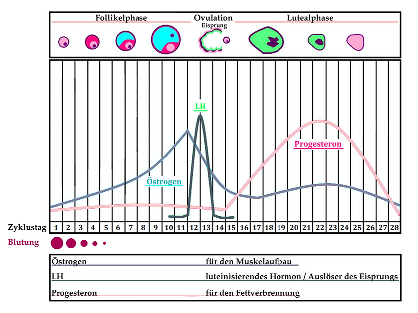 Zyklusgrafik_Shape_Lady1.png